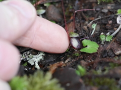 Corybas sanctigeorgianus