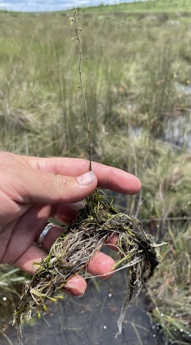 Genlisea pallida (Genlisea pallida)