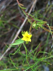 Gnidia juniperifolia