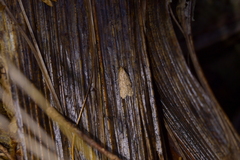 Gymnobathra levigata