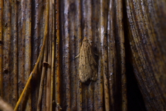 Gymnobathra levigata