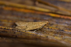 Gymnobathra levigata