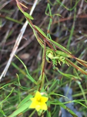 Gnidia juniperifolia