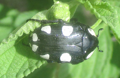 Mausoleopsis amabilis