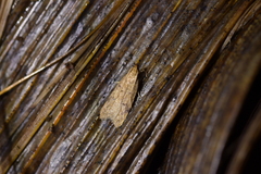 Gymnobathra levigata