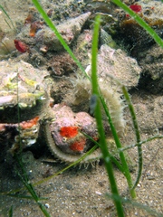 Hippocampus guttulatus