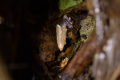 Gymnobathra levigata