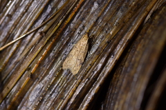 Gymnobathra levigata