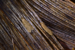 Gymnobathra levigata