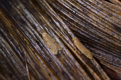 Gymnobathra levigata