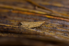 Gymnobathra levigata