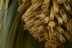 Cordyline indivisa