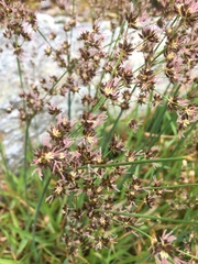 Juncus lomatophyllus