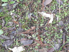 Corybas sanctigeorgianus
