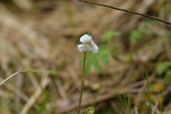 Viola filicaulis