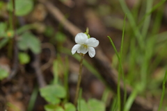 Viola filicaulis