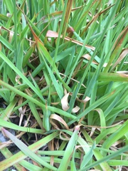 Juncus lomatophyllus
