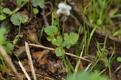 Viola filicaulis