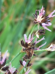 Juncus lomatophyllus