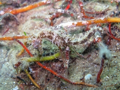 Hippocampus guttulatus