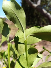 Peponidium buxifolium