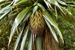 Cordyline indivisa
