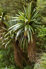 Cordyline indivisa