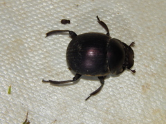 Chalconotus convexus
