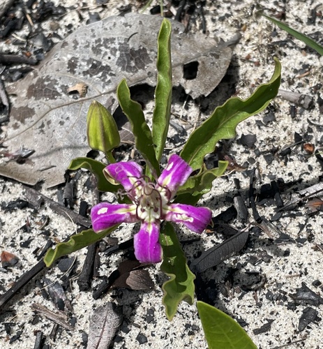 Raphionacme michelii