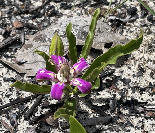 Raphionacme michelii