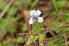 Viola filicaulis