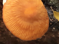 Heimiomyces velutipes