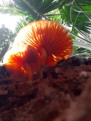 Heimiomyces velutipes