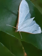 Palpita vitrealis