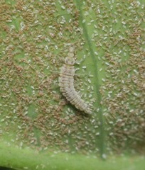 Drepanacra binocula