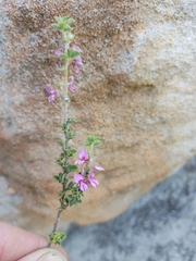 Indigofera candolleana