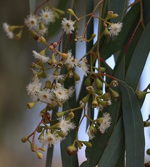 Eucalyptus largiflorens
