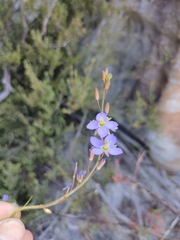 Heliophila linearis linearifolia