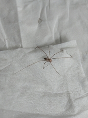 Physocyclus globosus