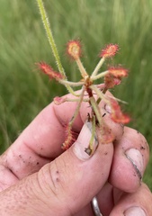 Drosera madagascariensis