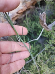 Heliophila linearis linearifolia