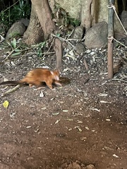 Trichosurus johnstonii