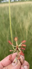 Drosera madagascariensis