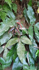 Tectaria harlandii
