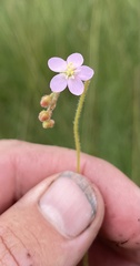 Drosera madagascariensis