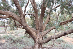 Eucalyptus largiflorens