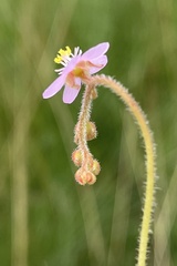 Drosera madagascariensis