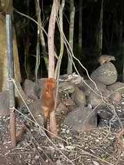 Trichosurus johnstonii