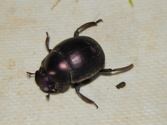 Chalconotus convexus