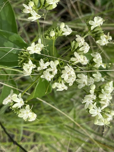 Clerodendrum formicarum